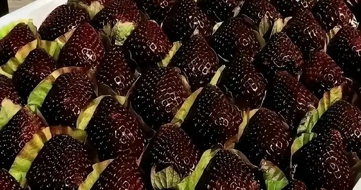一斤售价可达300元！“黑草莓”到底有啥不一样？