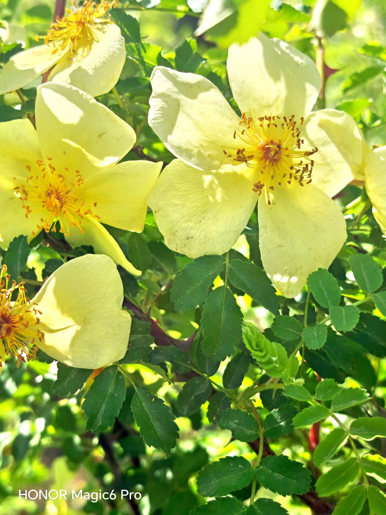 黄花满枝，芳香扑鼻。北京通州城市绿心森林公园风景独好~刺玫瑰