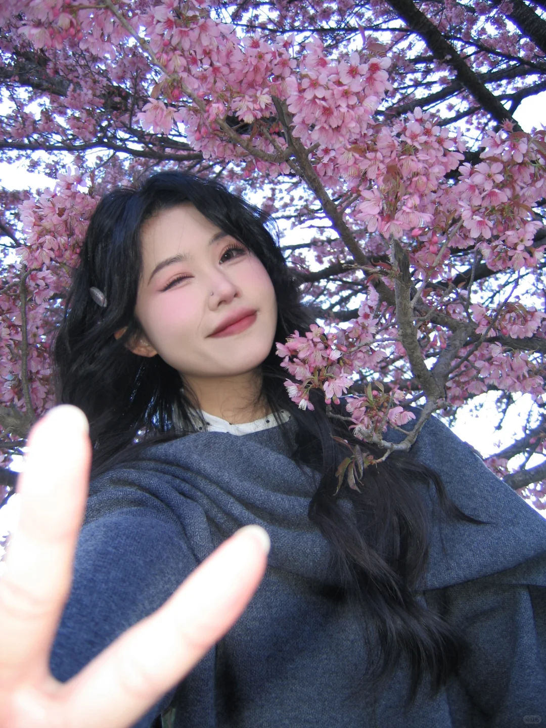 做最早一批拍大理樱花的美女🌸