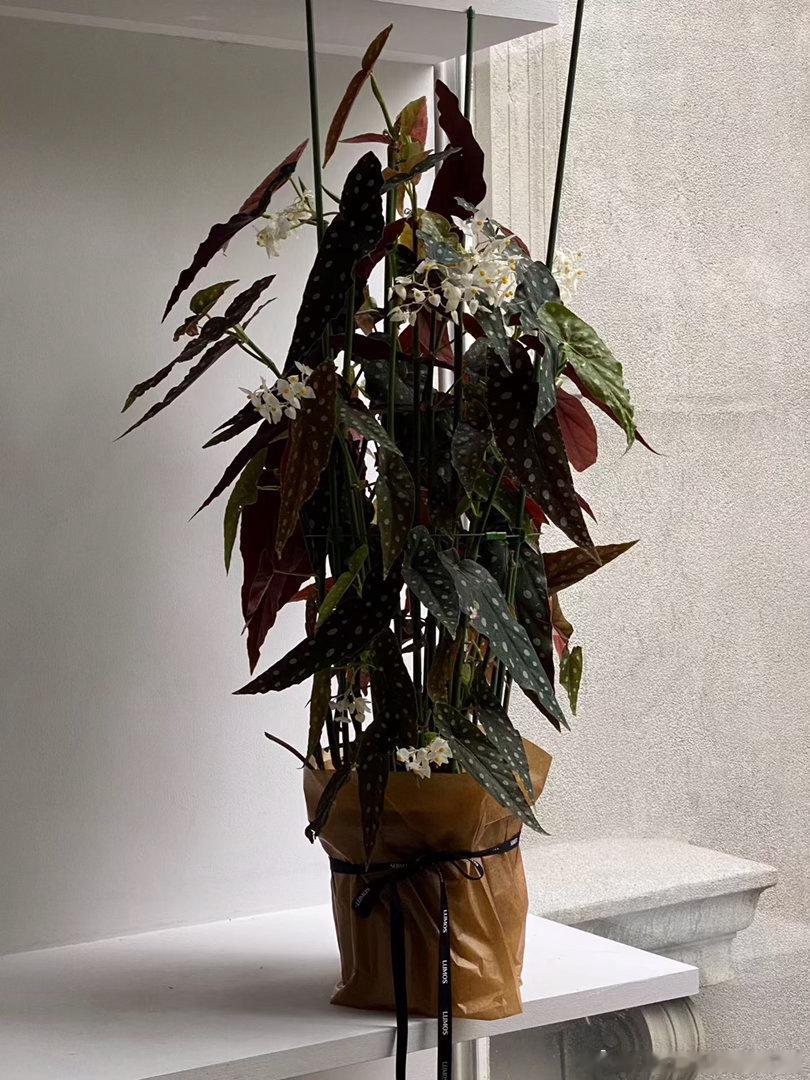 鳟鱼秋海棠✨lumos植物系列 ​​​