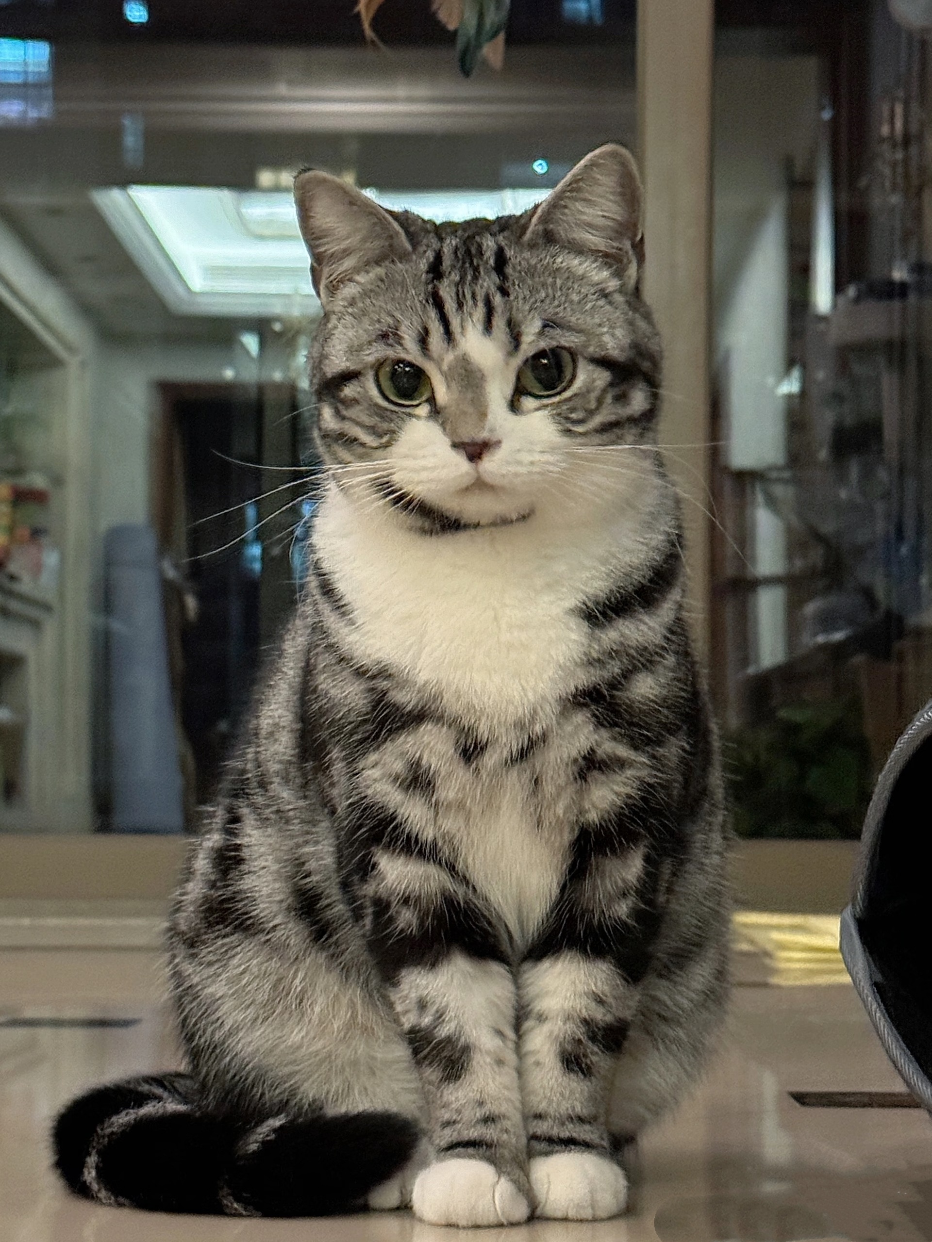 这只美短为什么和别猫长得不一样！！为什么这么俊俏呢！！！【削🍠和哆嗦音：果咩】