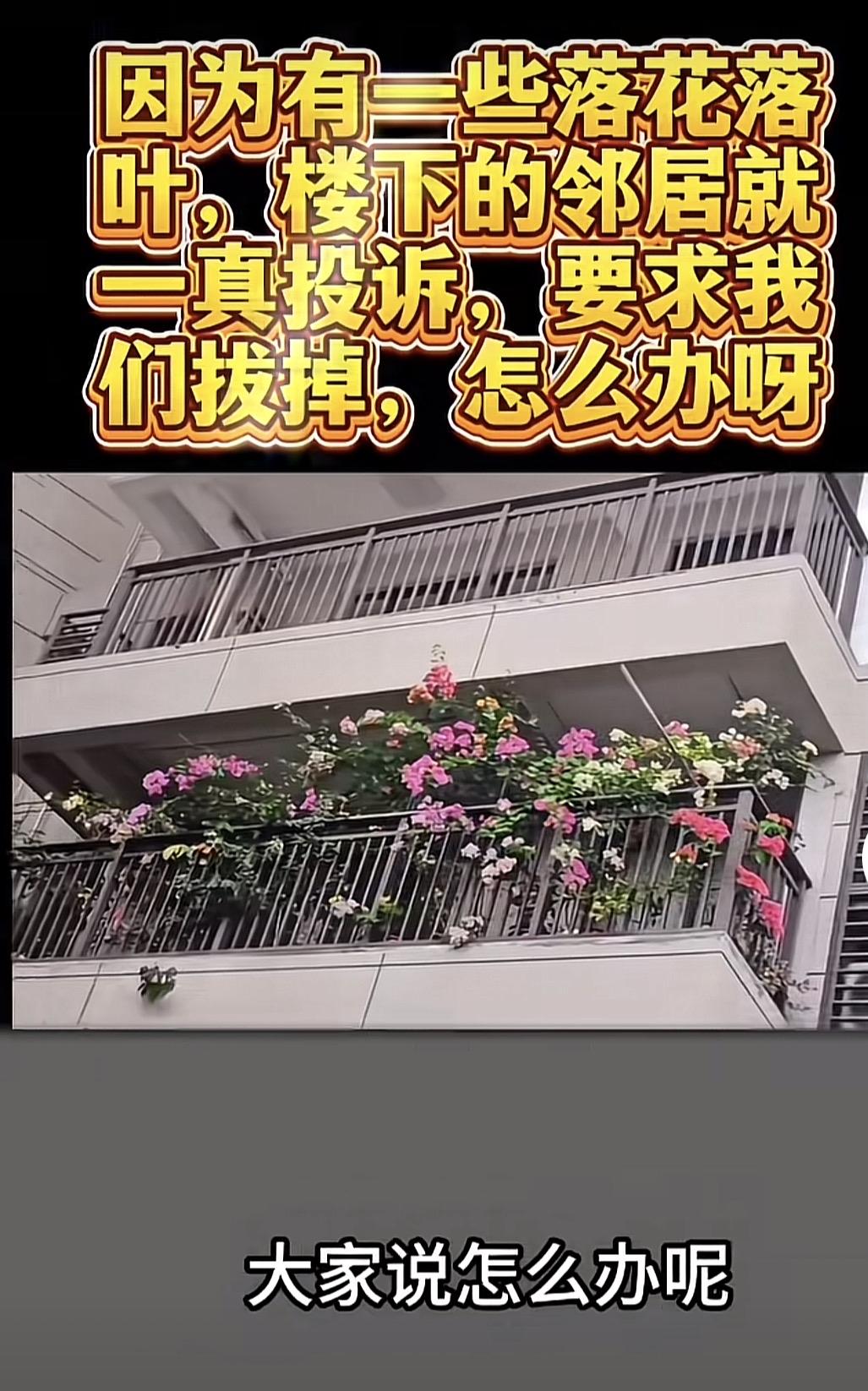 一男子在阳台上种花，花开得很漂亮，但他苦恼的是，偶尔有些落花落叶掉在楼下邻居家，