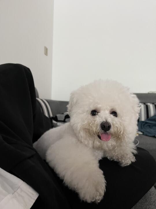 单纯晒狗🐶