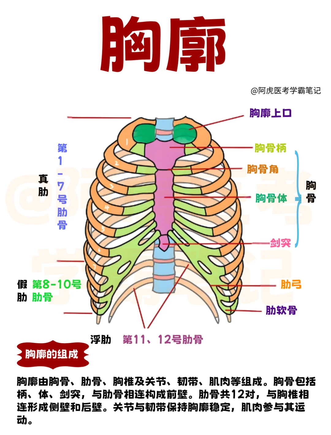 医学生笔记📒：胸廓👆