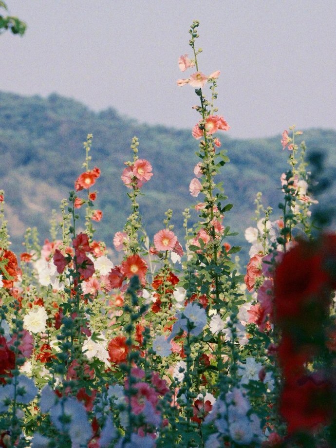 “小时候看到蜀葵花开，就知道夏天要来了。” ​​​