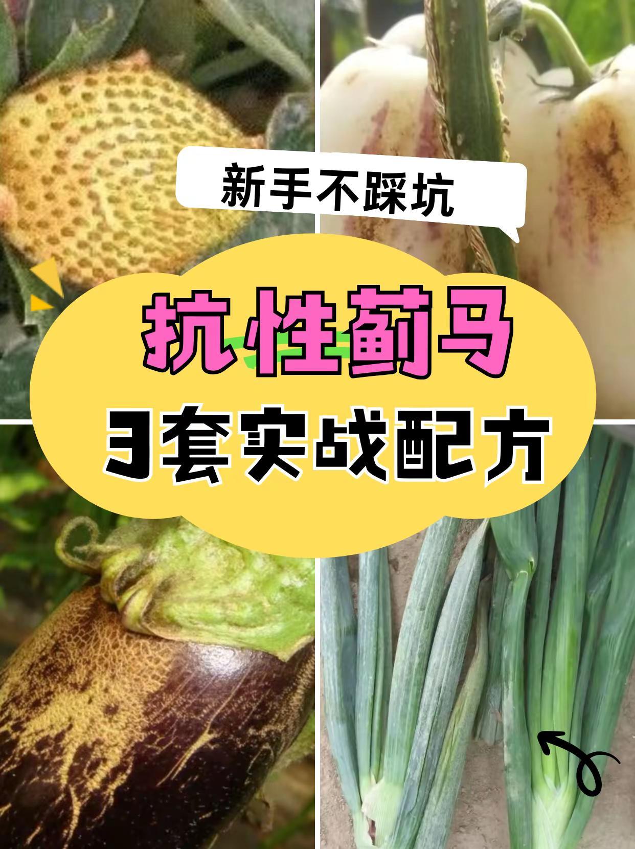 抗性蓟马3套实战配方。抗性蓟马治不住？试试这些实战配方蓟马 抗性蓟马 蓟马防治 