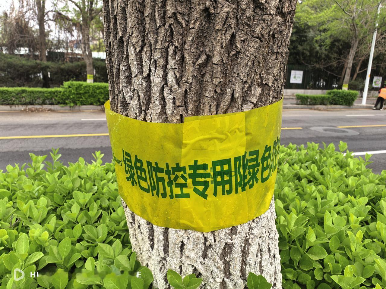 街头随拍.唐山又添“新景色”
我说的这个“新景色”是利用科技手段对市区内行道树进