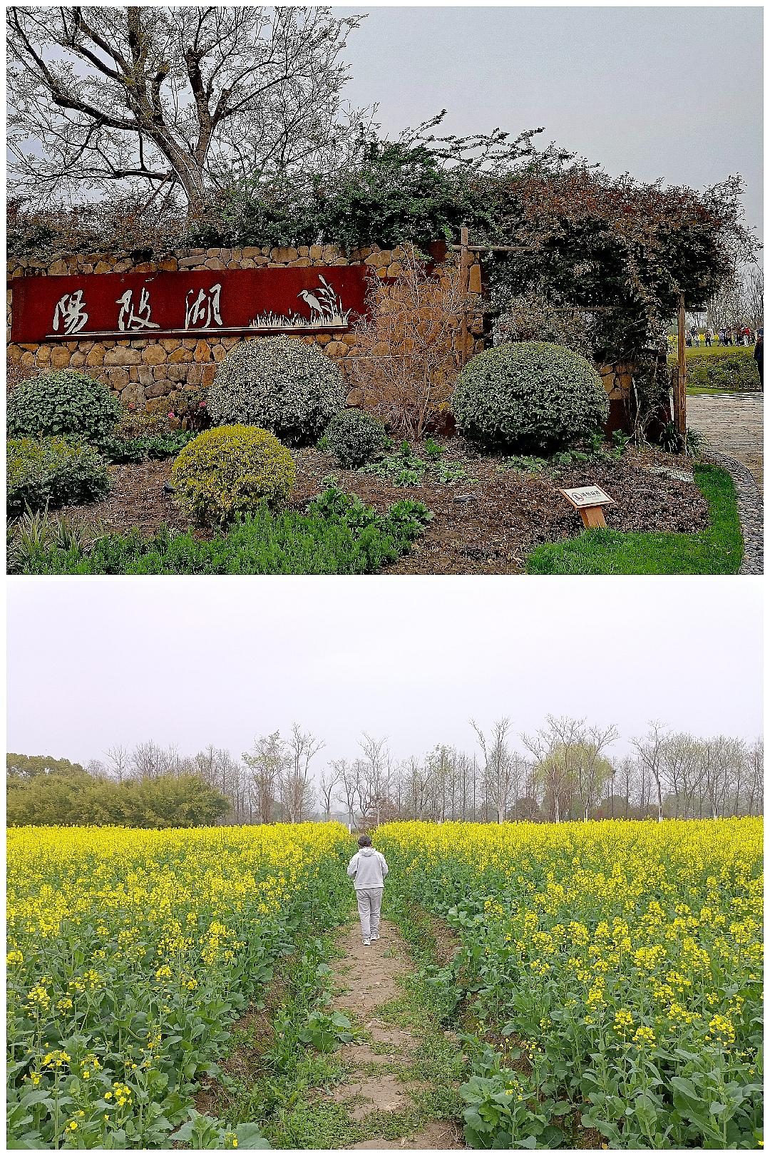 又见油菜花开，游览浙江富阳阳陂湖，大大超出预期(图1-4)。 湖很大绕一周6公里