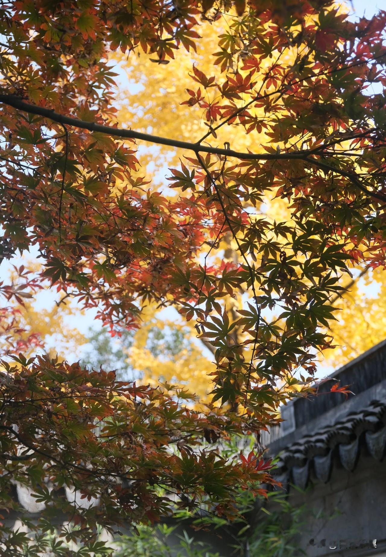 在宝鸡植物园盆景园，观赏如此优美景色，真是令人陶醉！！
宝鸡植物园！