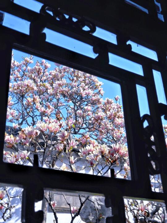 3.24实况⏰苏州网师园玉兰花观赏进入倒计时！