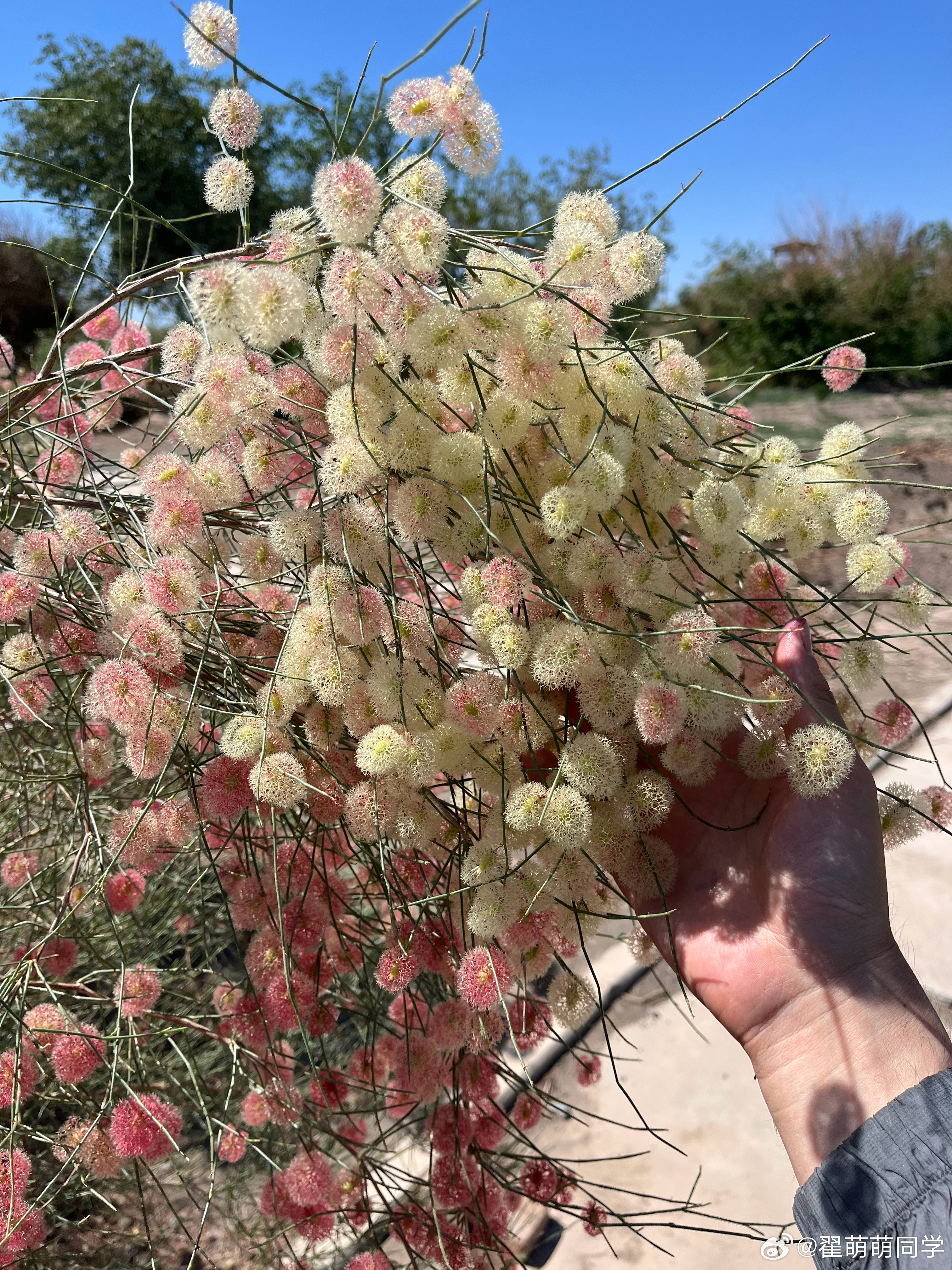 吐鲁番植物园，暴晒，相机和手机都烫手，啥也不想拍。车也叫不到，早知道租个车了[苦