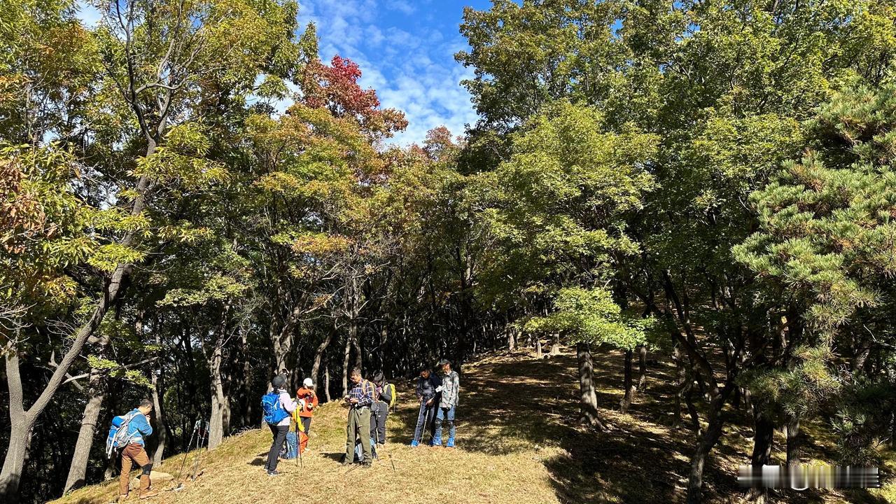 泰山红叶梁，位于固顶山以上，北山梁以下，是一片密植的五角枫树林，每到深秋，气温逐