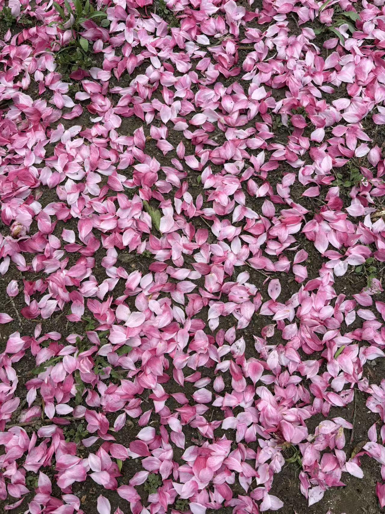 春日生活打卡季 春日里，大家都忙着赏春花，我却独爱那落叶之美。春天的落叶不像秋天