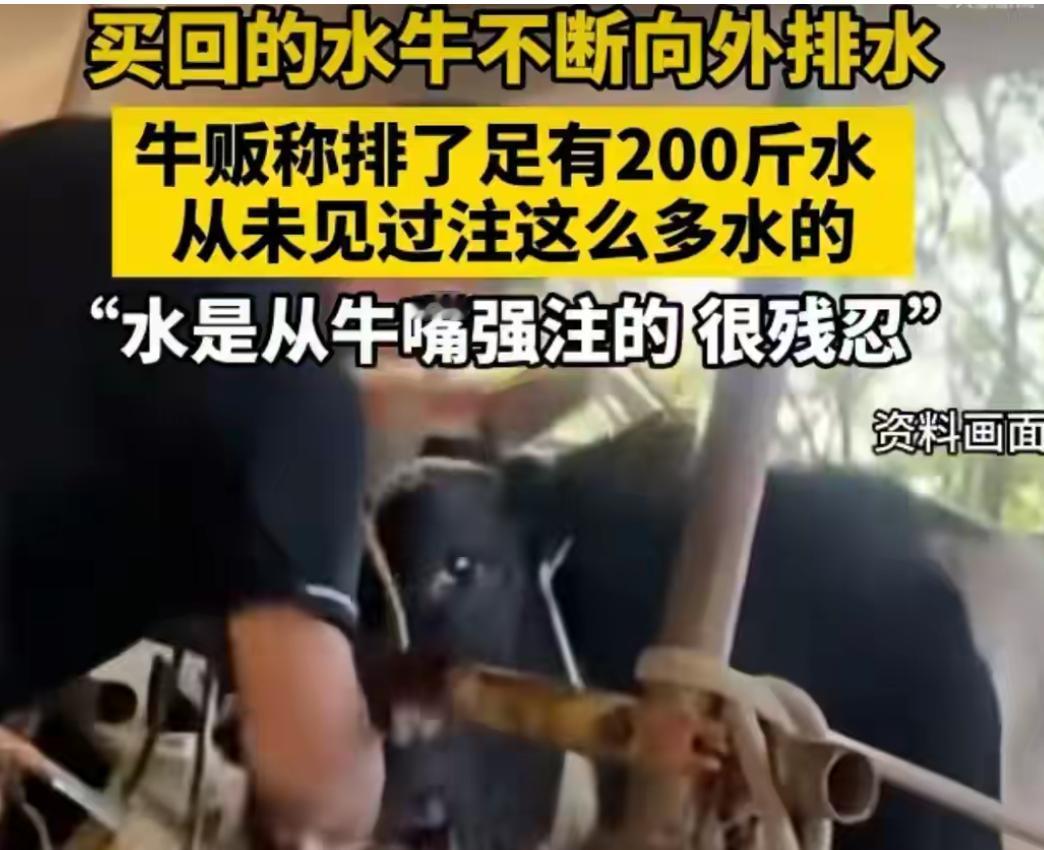 有人买回一头活牛，牛不停地从嘴里喷水。卖牛的人说，这牛被强行灌了水，排出了大约2