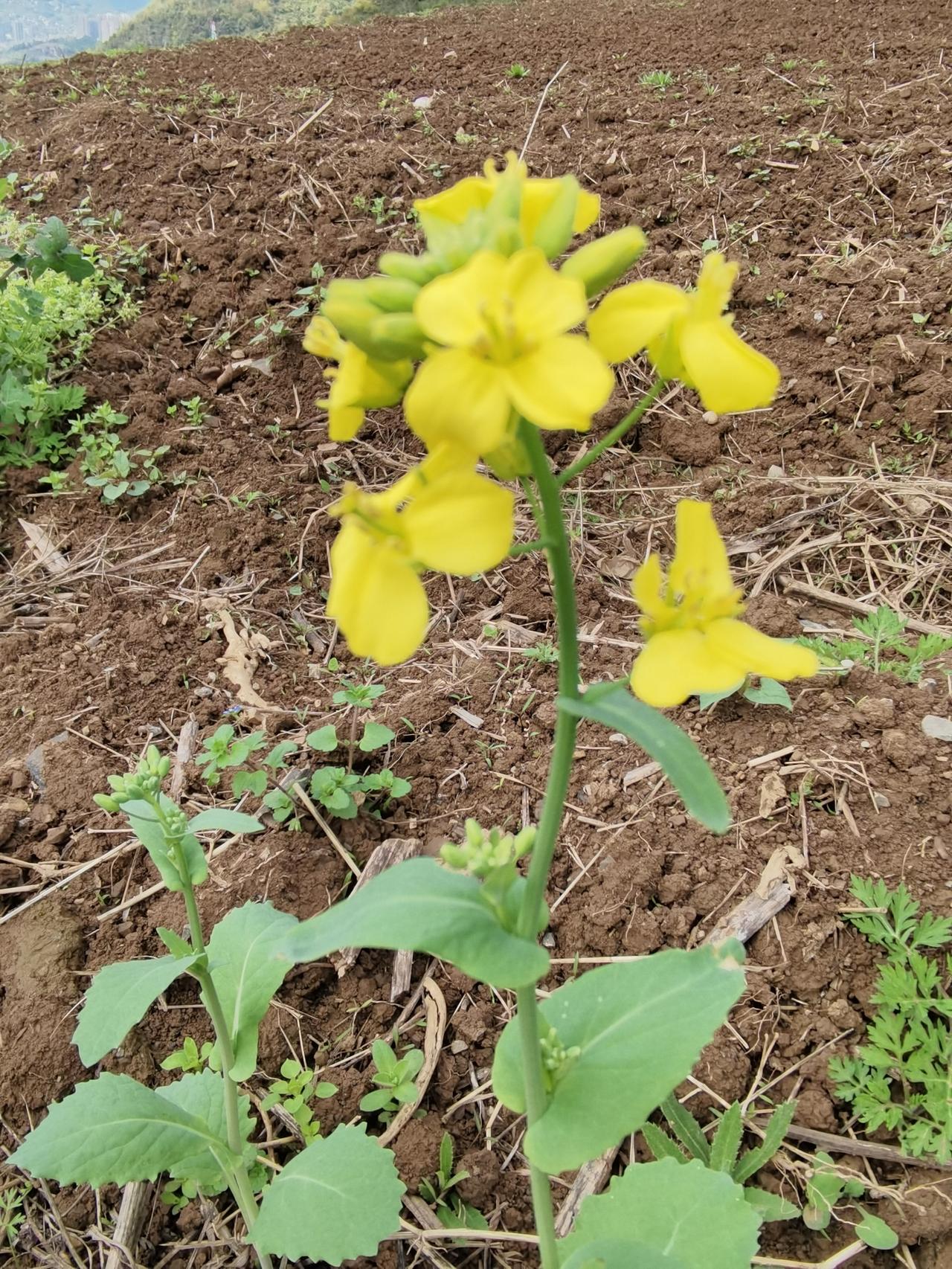 笑不活了，大姨们的反应绝了😂
 
今天上街溜达，身边刚好凑着四位大姨在唠家常，