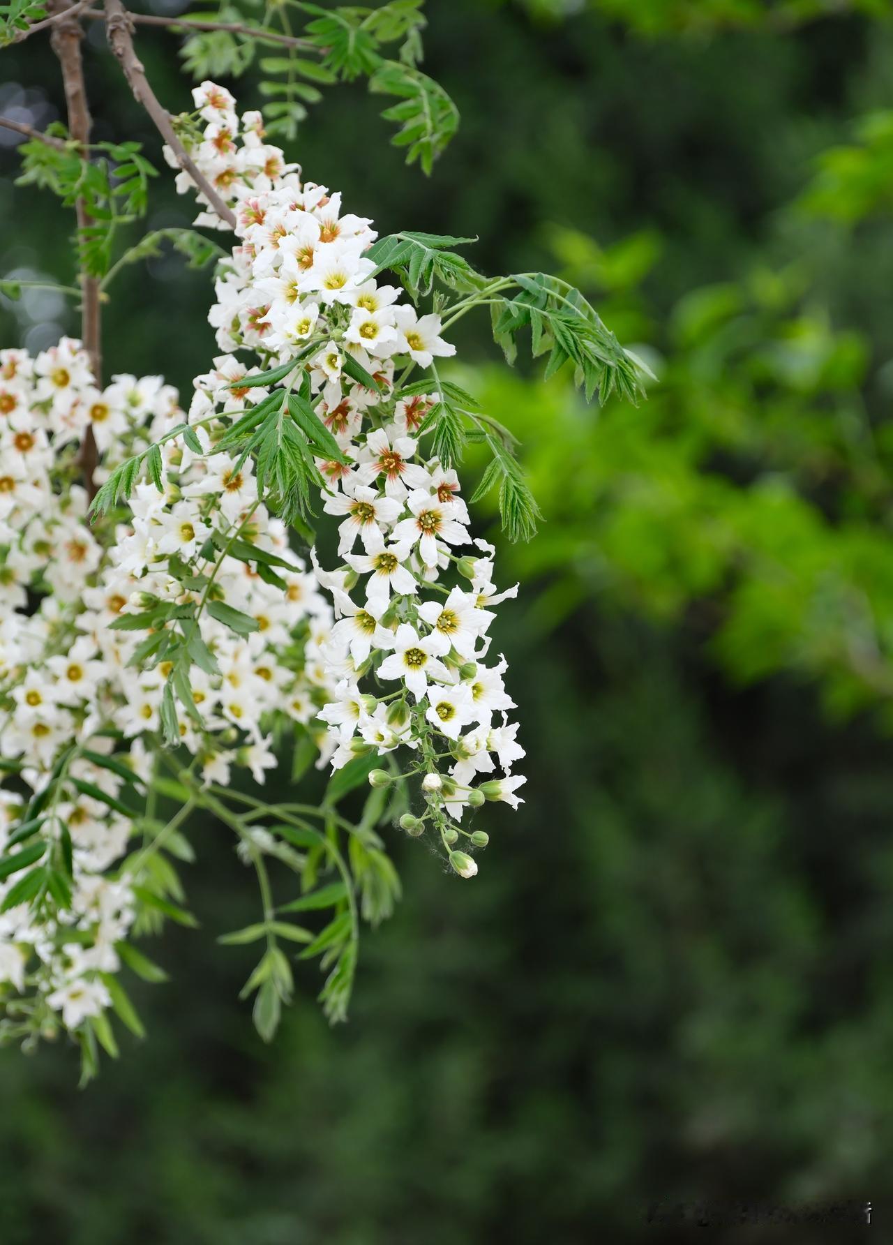第一次知道这种花叫文冠花
别名状元花，文官花
据说因果实像文官帽子而得名
寓意文