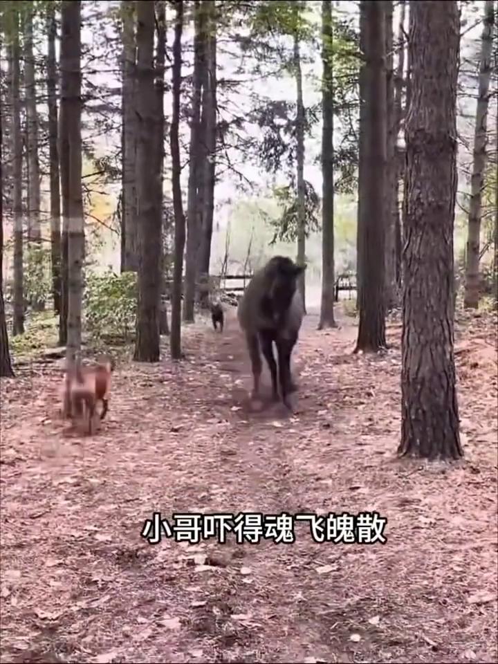 救助受惊野马。
这是镜头记录下的真实一幕。一名小哥正带着爱犬在森林遛弯，没想到下