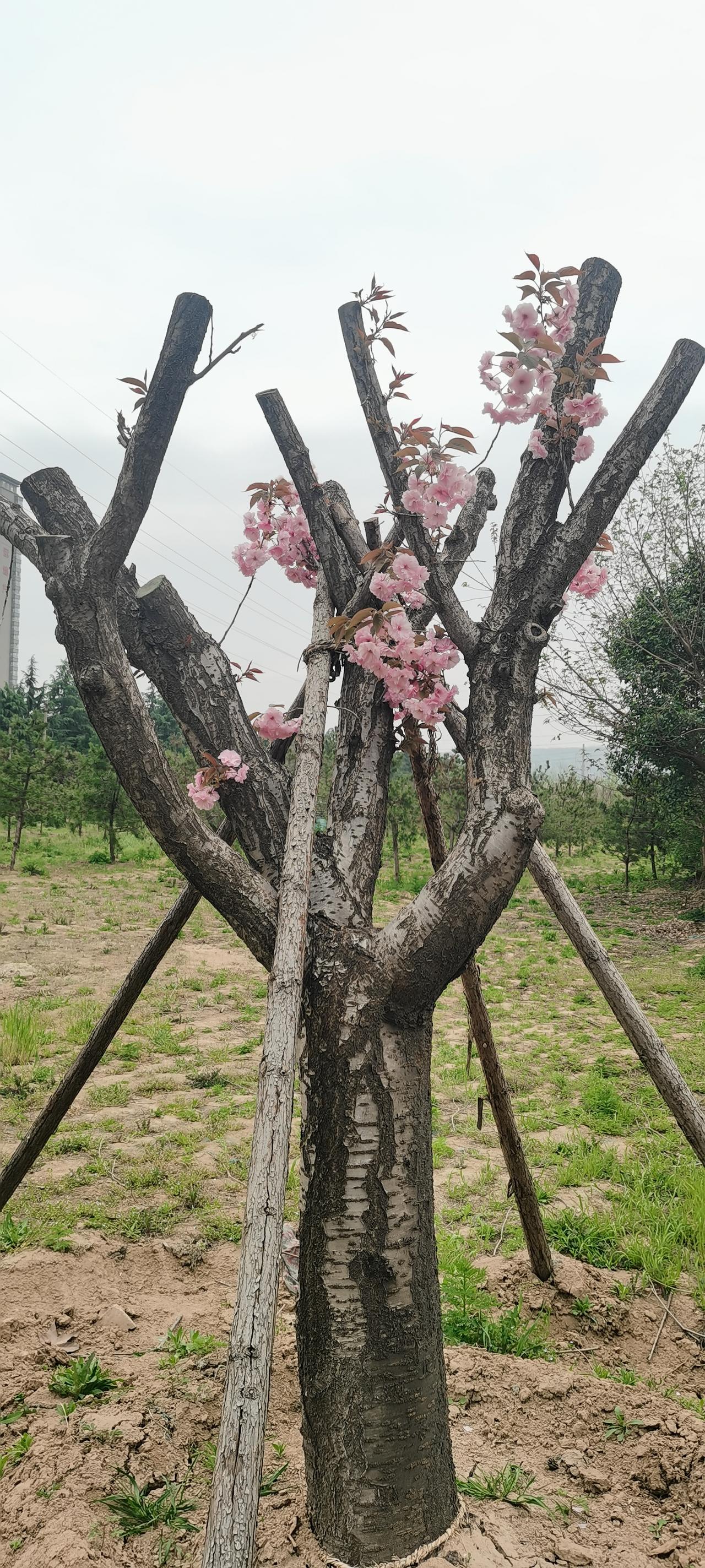 树与树之间的差距竟如此之大？！

       四月，正是樱花芳菲尽，每一棵樱花