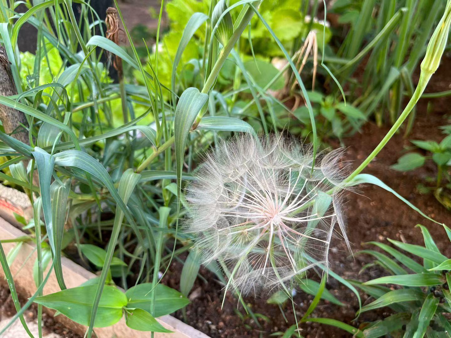 早啊，发现一朵大号蒲公英闻到泥土的芬芳清晨的小美好 