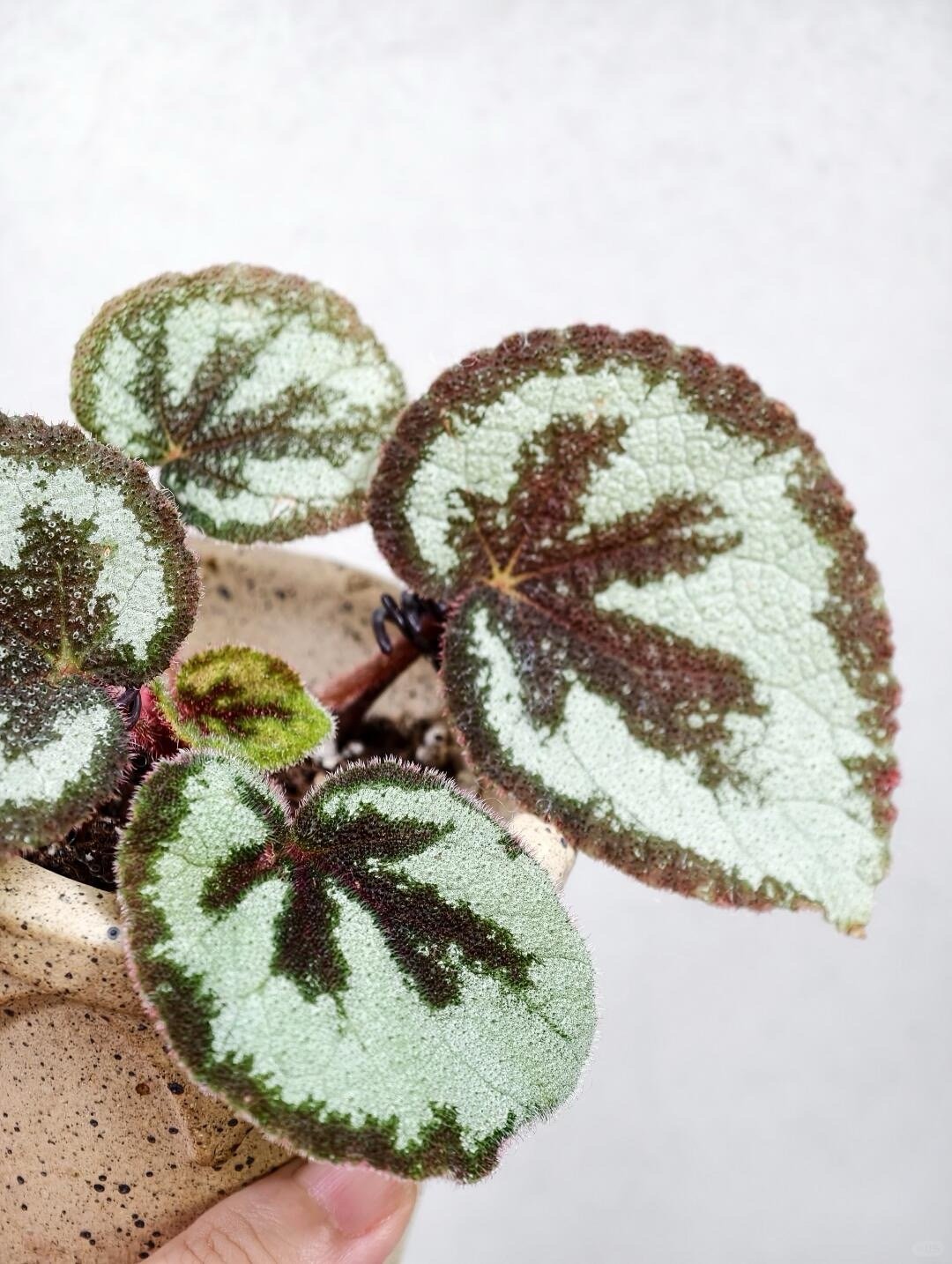 秋海棠能有多少种样子 一口血秋海棠也太神奇了，揉一下就流出红色汁液，原来不是血，