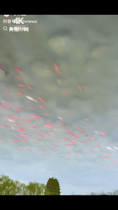 “没想到火到央视了！”近日，西安一网友原本只是想记录古塔的沧桑，却意外拍到几尾色