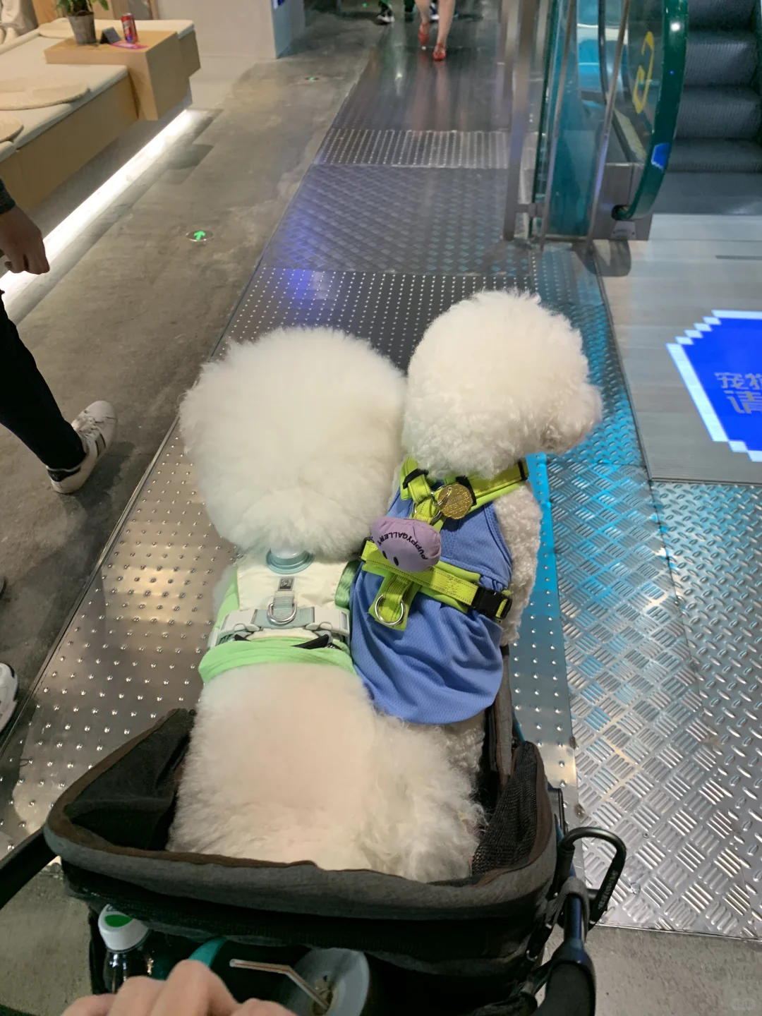 小狗的假期 后悔没有开live图照🤧