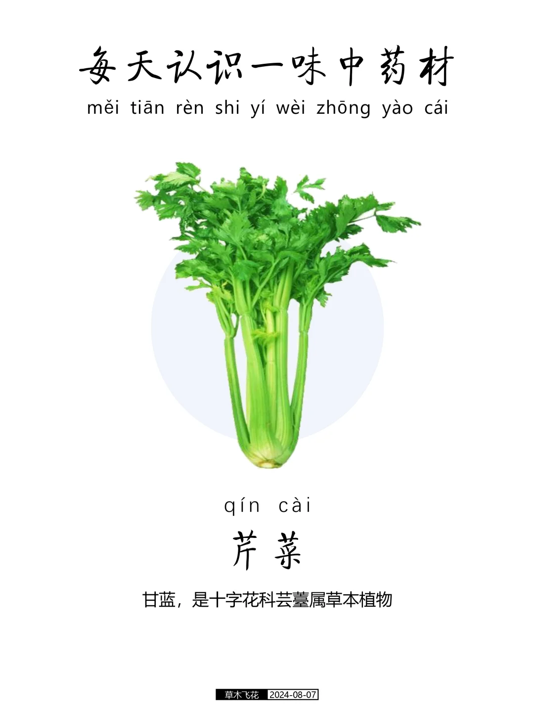 N0.442期 每天认识一味中草药-芹菜🍀