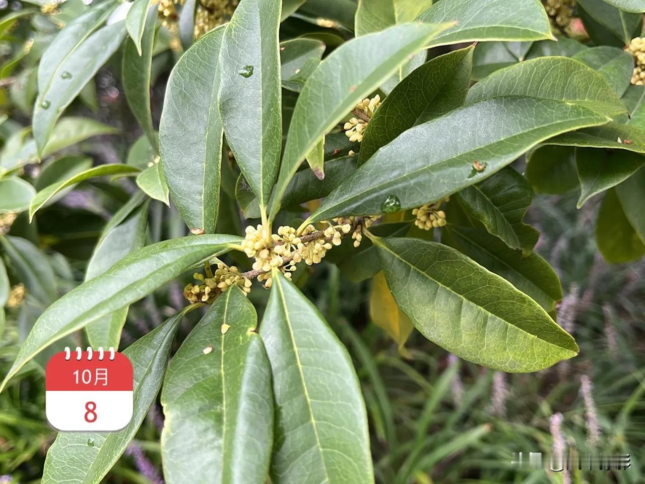 前段时间总是看到有人说今年桂花不开，国庆前走在路上分明还闻到了花香，只不过行色匆