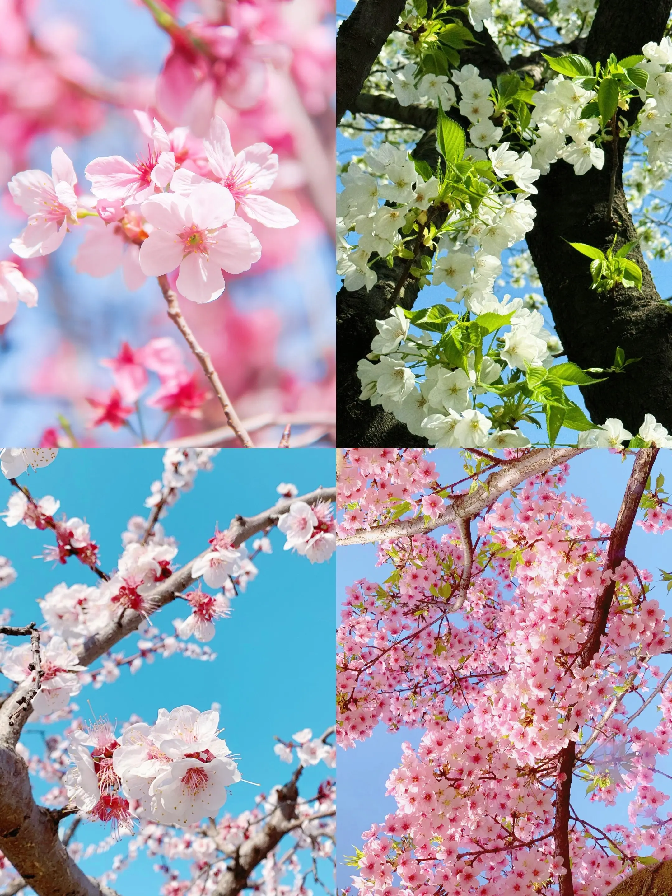 在无尽的花丛中寻找自己喜欢的花。