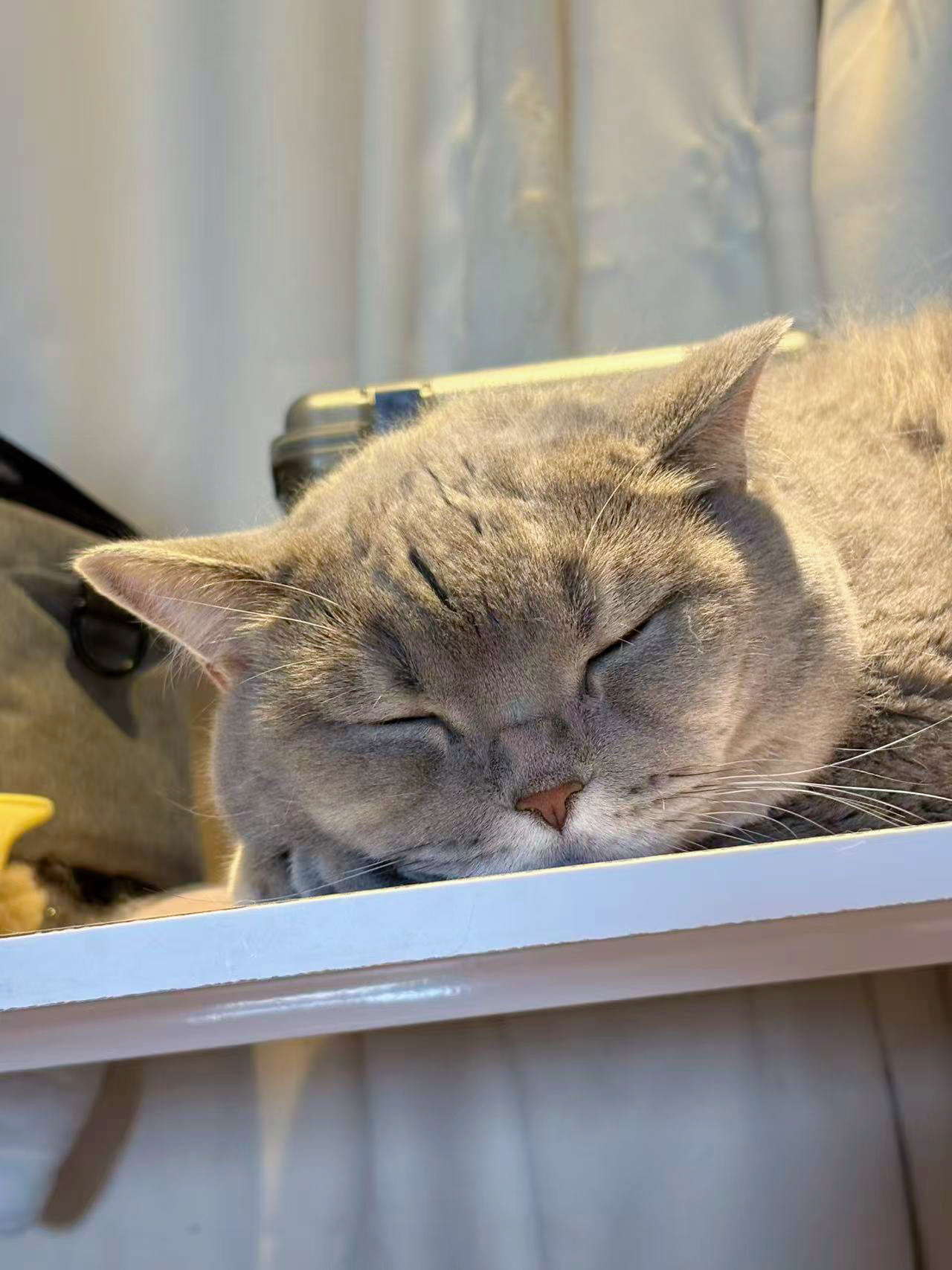 小猫不知道什么是台风天 小猫只知道在家里就可以随地大小睡 🐷咪在化妆桌上就睡着
