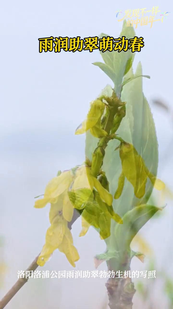 雨润助翠萌动春。
洛阳洛浦公园雨润助翠勃勃生机的写照。