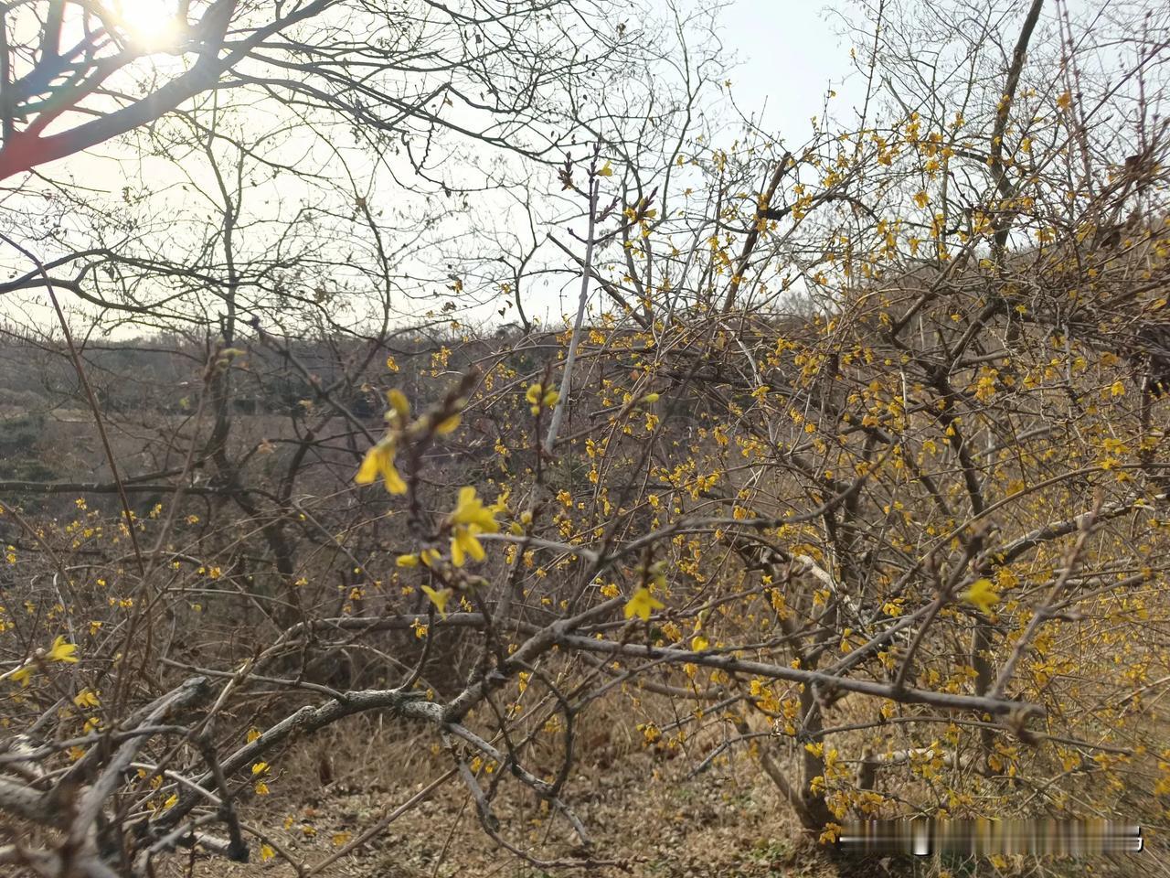 连翘花开在冬至时节

徒步滨海东路，万物萧条。但是在朝阳面山坡上，意外发现一簇连