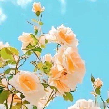 阳光信用[超话] | 每日一善学习向日葵，做一个积极吸收正能量的人。生活中其实没