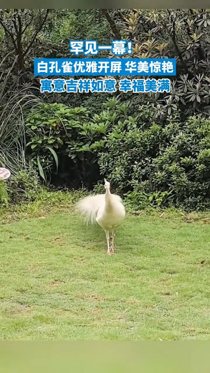 罕见一幕！白孔雀优雅开屏华美惊艳，寓意吉祥如意幸福美满。
四川成都。
要开屏了，