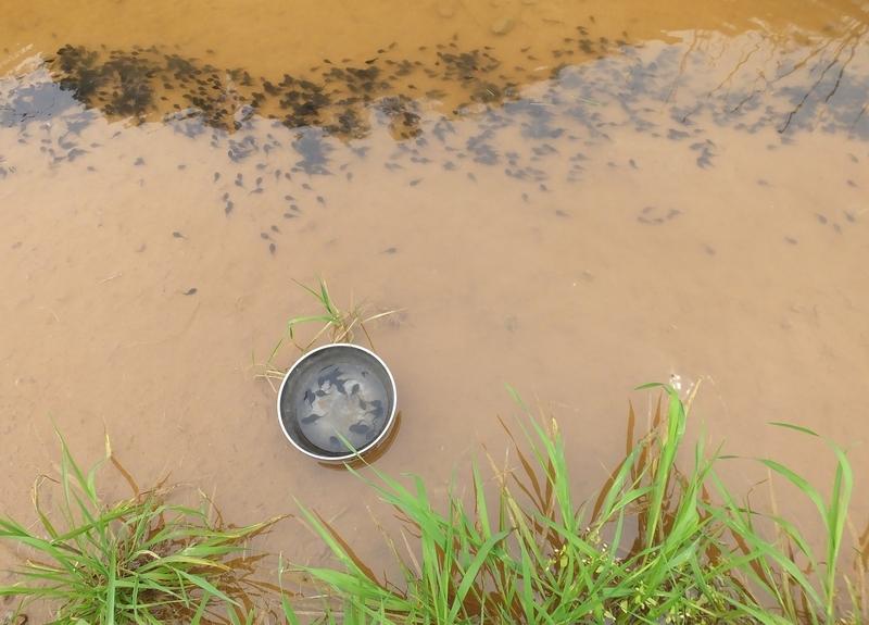 小蝌蚪是杂食性，不同阶段吃的不一样：
 
🌱 野外/天然食物
 
- 藻类、苔