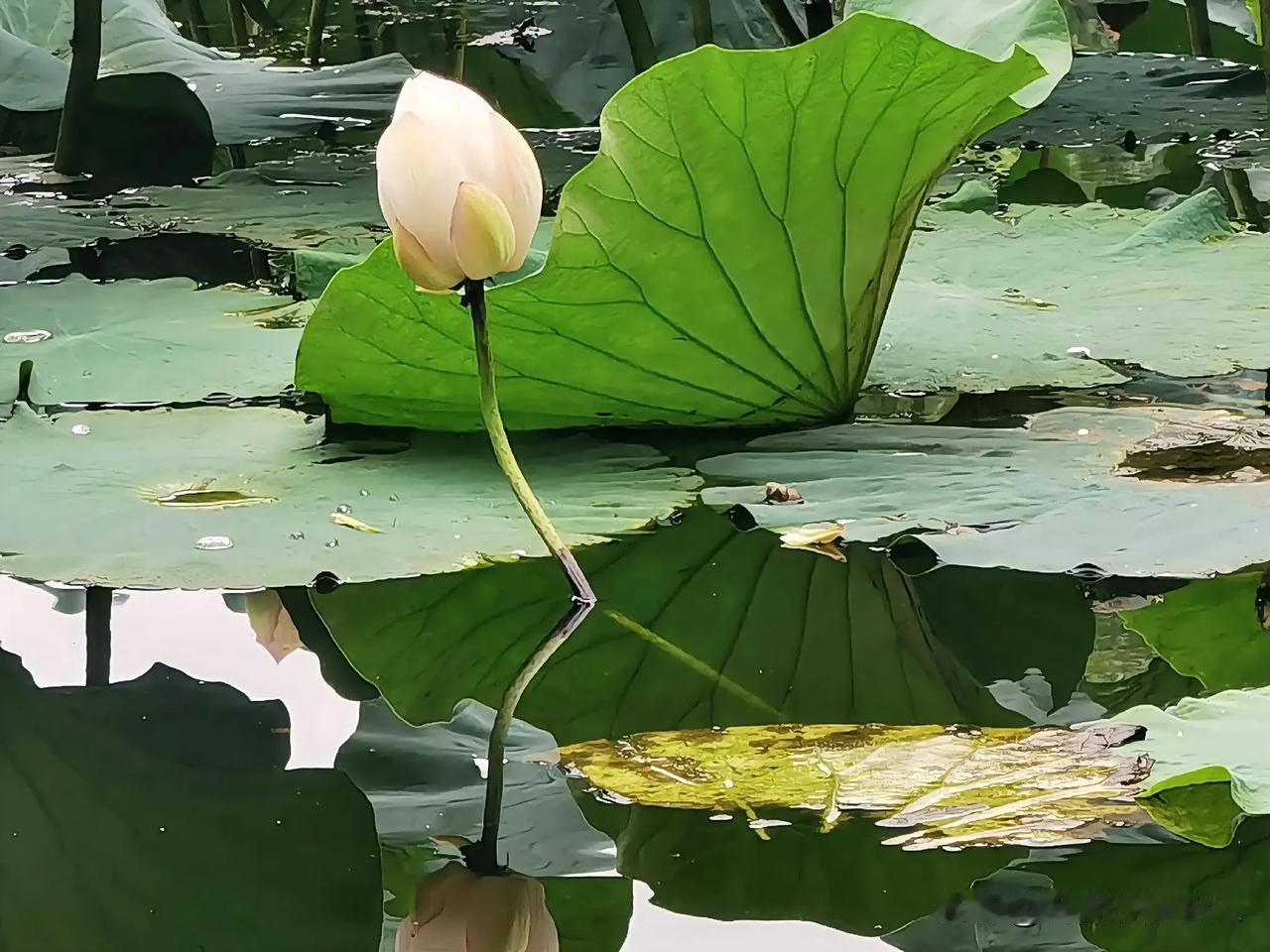 一一荷花荷叶映水开

一一清香袅袅入池塘

一一【原创摄影】

一一拍摄于天津水