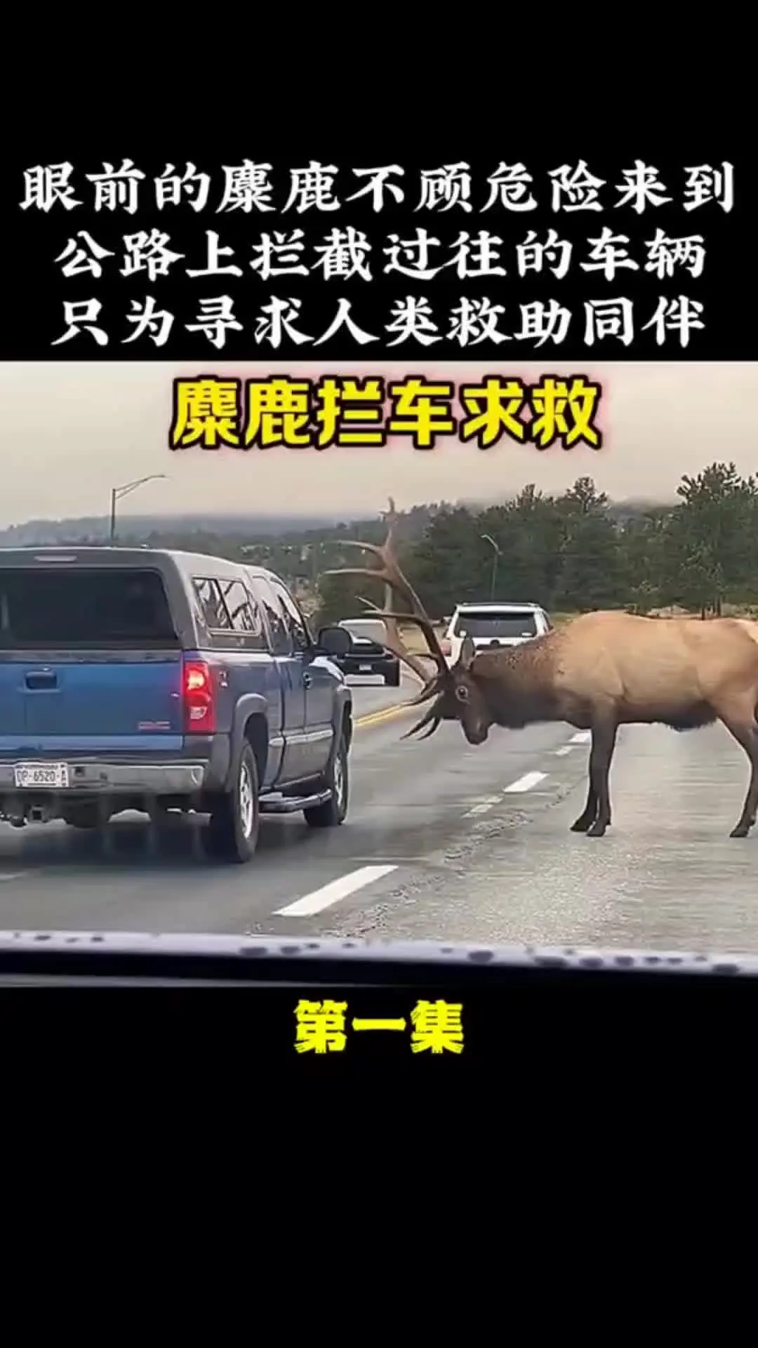 动物的迷惑行为 动物世界 我的观影报告 内容启发搜索