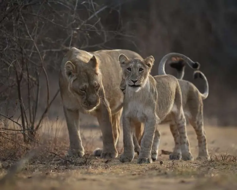 就要和妈妈挤着走的崽子们。