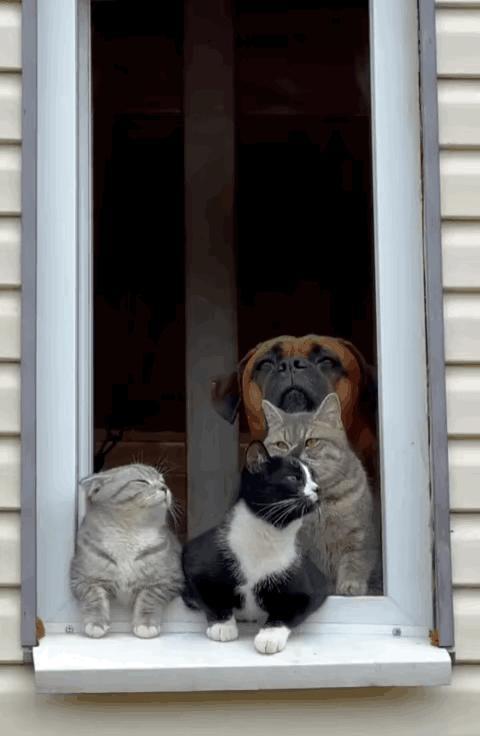 这些猫和狗是从小一起长的，要不然是不可能和平相处的。