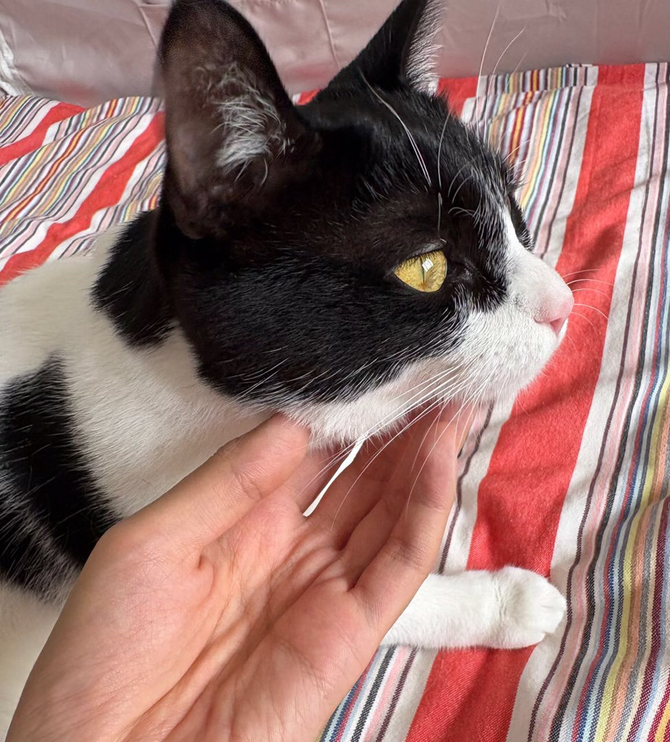 “看眼睛这家伙是迷你恶龙啊”daily奶牛猫 （投稿：） 