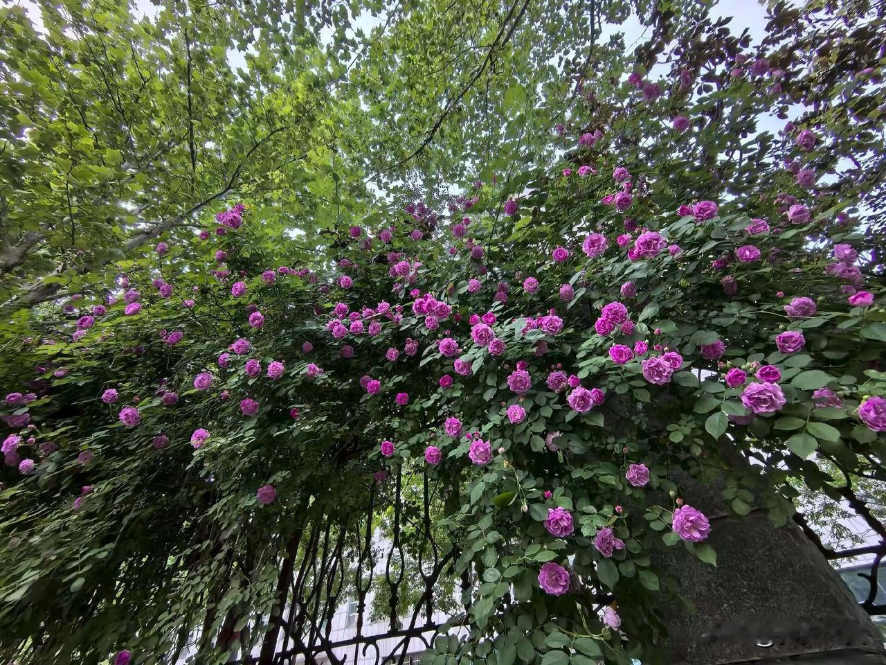 【小对联】
上：……？
下：旧情。