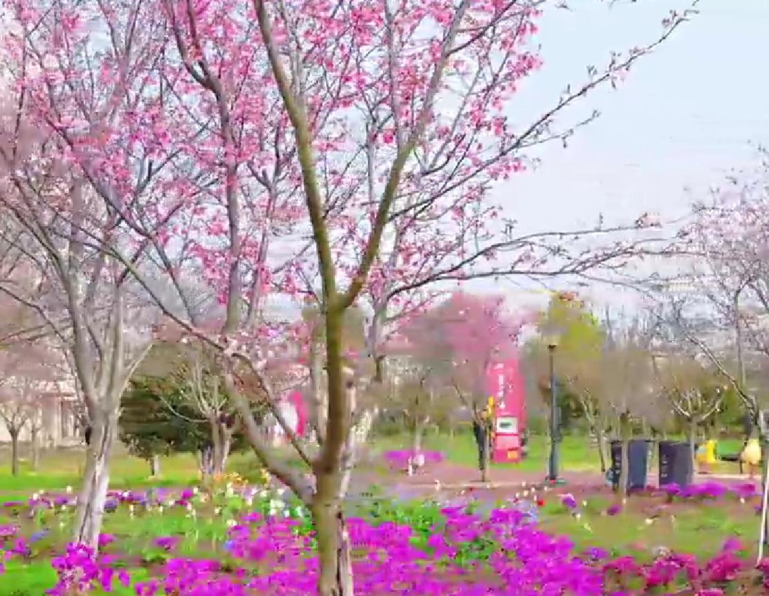 赏樱怕单调？江陵樱花谷 9 天游园会，花海玩出百种花样
想赏樱又怕只有花可看，逛