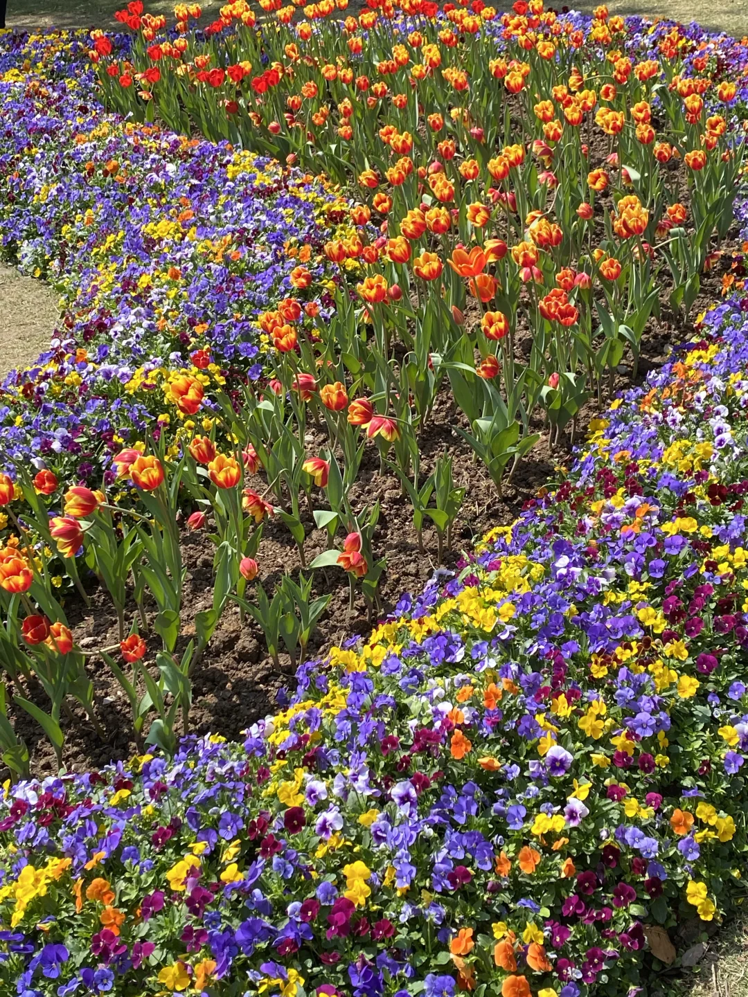 2.14云台花园实况……不愧是现实版莫奈花园