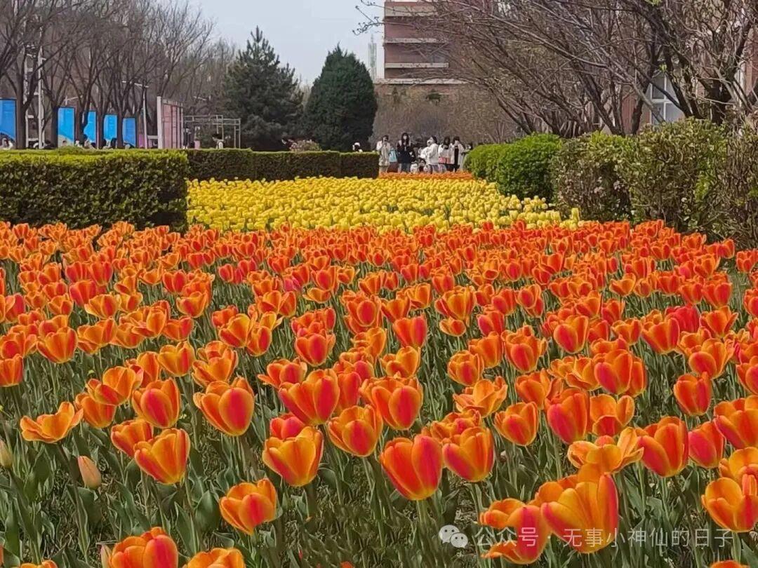 山西大学商务学院旧址更名山西师范大学，来往的新路人、新学子，只会驻足赞叹这片郁金