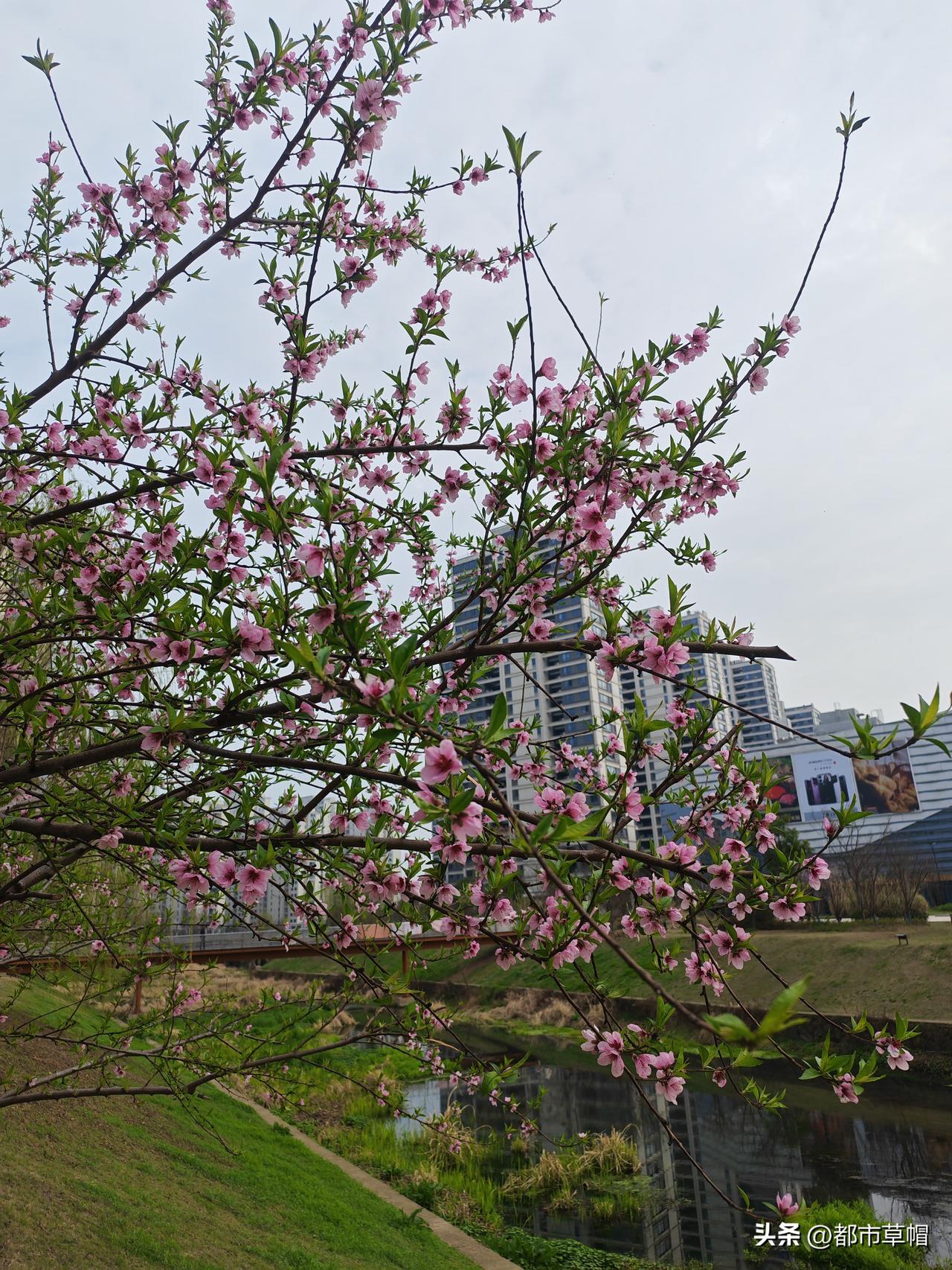上个星期只有三天的上课时间，因为只有三天，有一些人借口身体不舒服，没有来上学。当