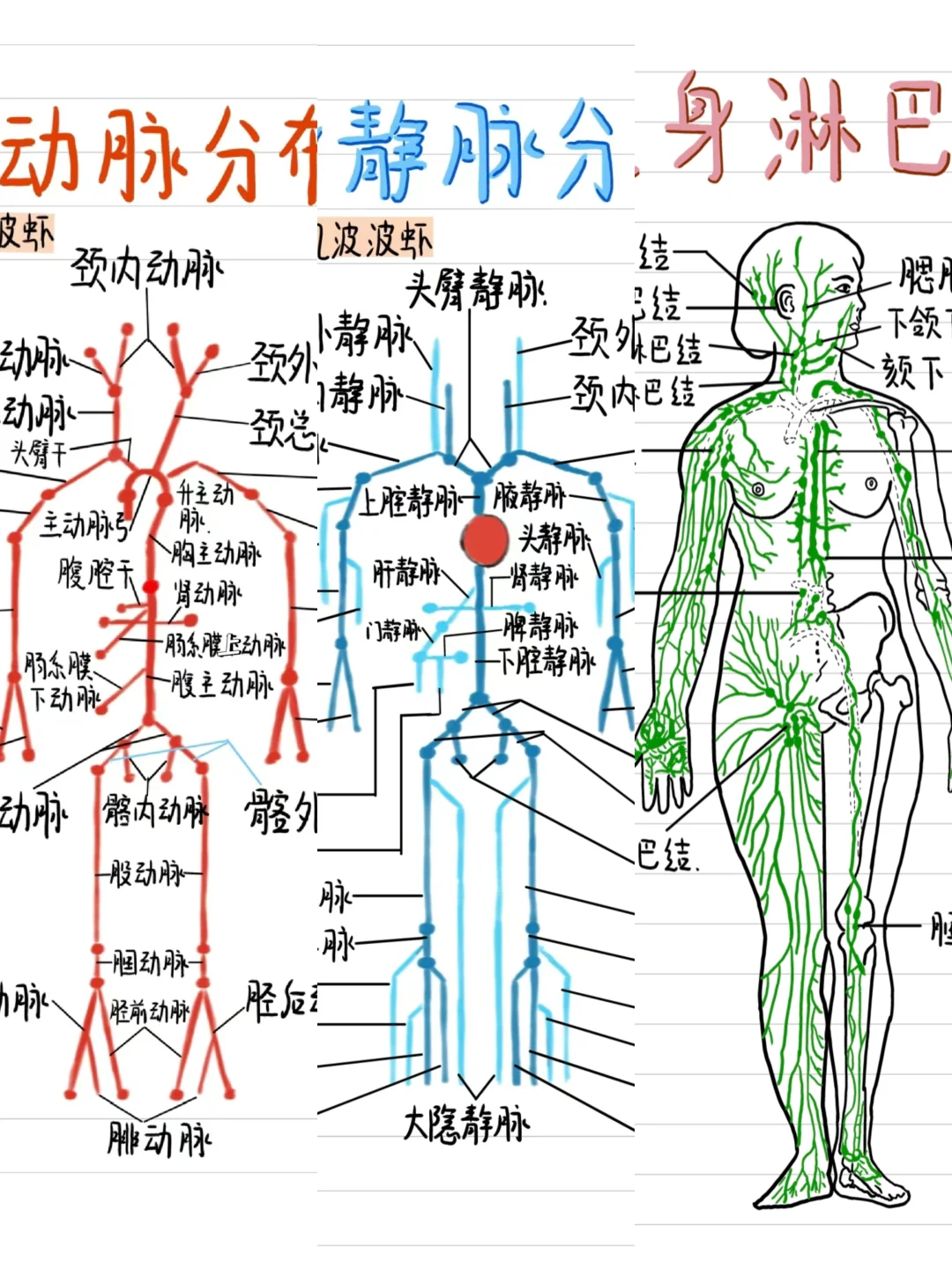 医学生笔记-动脉静脉淋巴系统合集！