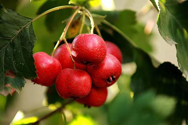 山东人口头禅“胡吃胡喝别胡说”！这不因某主播说“跟山东没啥关系，买不起别来喷”。