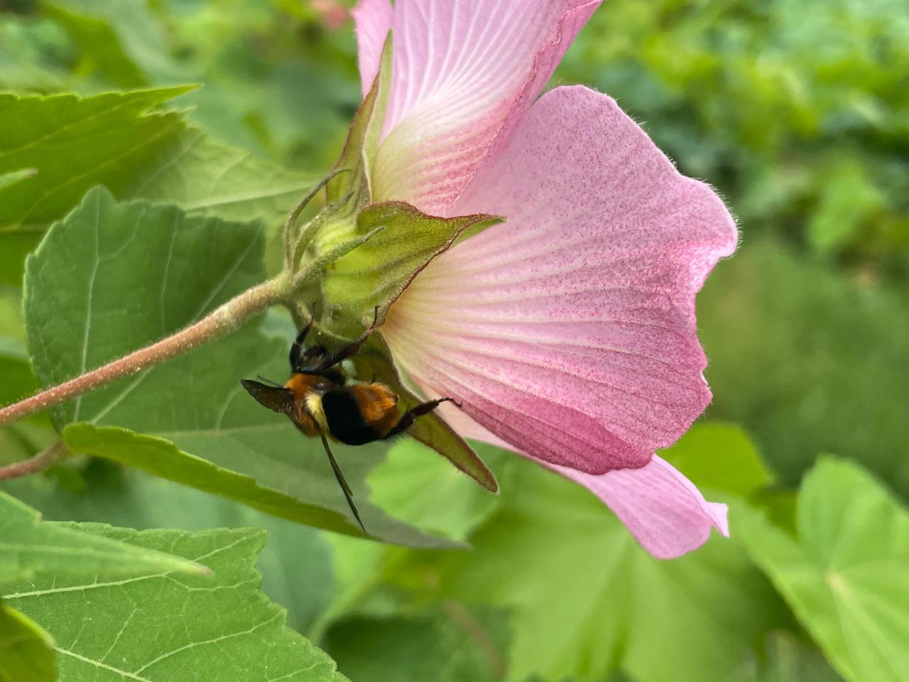 #醉里吟诗诗有味，下联才友请#雾里看花花无缺
