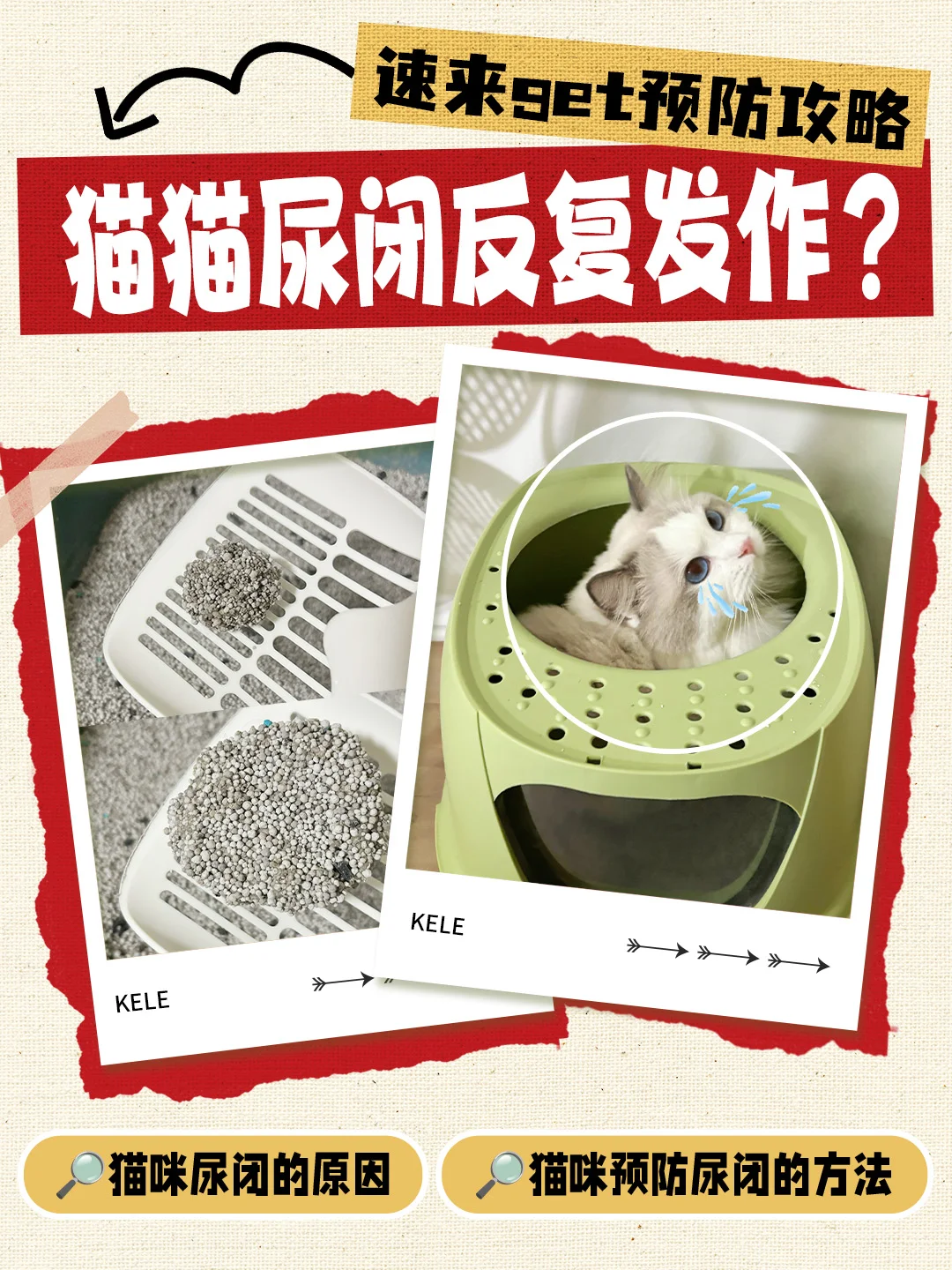 猫猫尿闭反复发作？速来get预防攻略！