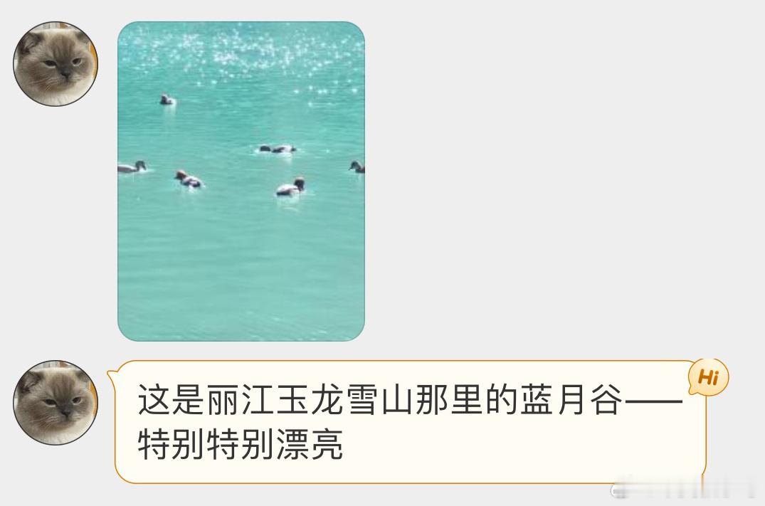 #鸟粉投稿# 蓝月谷里的【赤嘴潜鸭】生境美如画[开学季] ​​​